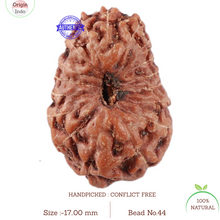 Load image into Gallery viewer, 17 Mukhi Rudraksha from Indonesia - Bead No. 44
