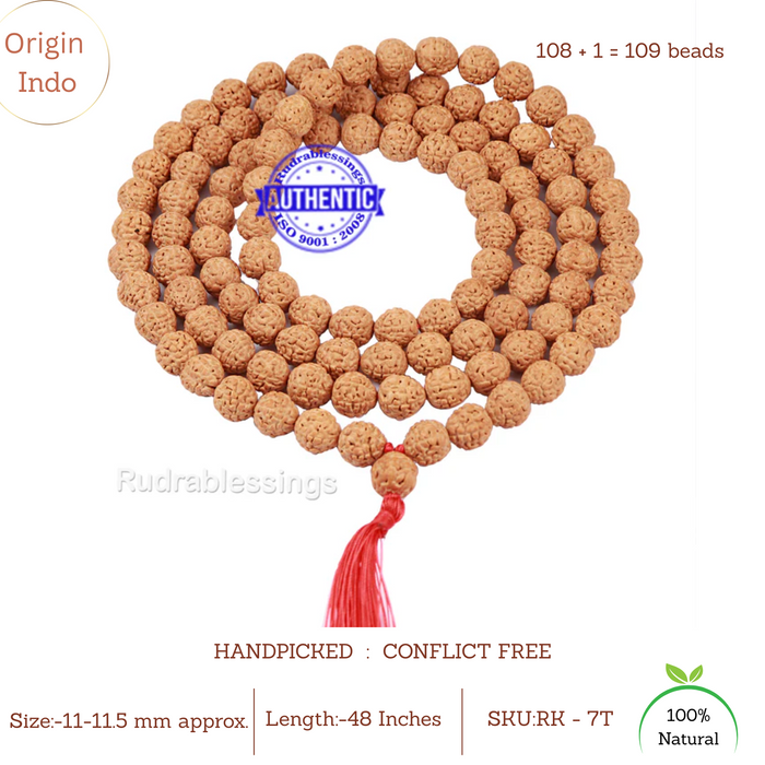 7 Mukhi Rudraksha Laghu Coconut Shape Mala