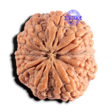 Load image into Gallery viewer, 11 Mukhi Indonesian Rudraksha - Bead No. 4
