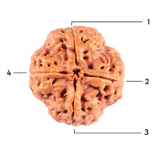 Load image into Gallery viewer, 4 Mukhi Rudraksha from Nepal - Bead No. 365

