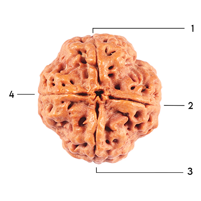 4 Mukhi Rudraksha from Nepal - Bead No. 365