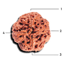 Load image into Gallery viewer, 4 Mukhi Rudraksha from Nepal - Bead No. 366
