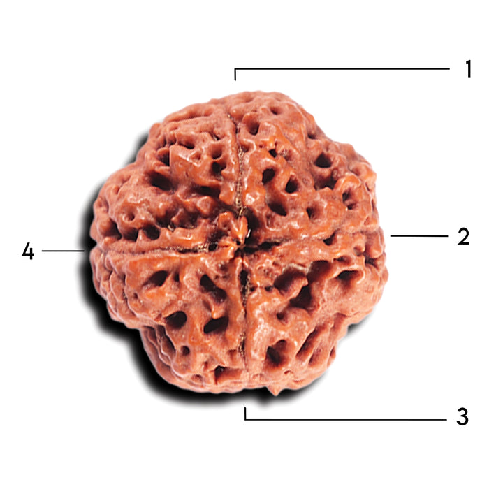 4 Mukhi Rudraksha from Nepal - Bead No. 366