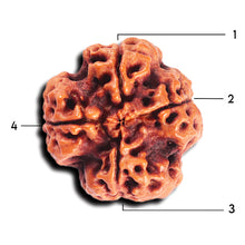 Load image into Gallery viewer, 4 Mukhi Rudraksha from Nepal - Bead No. 367
