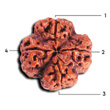 Load image into Gallery viewer, 4 Mukhi Rudraksha from Nepal - Bead No.371
