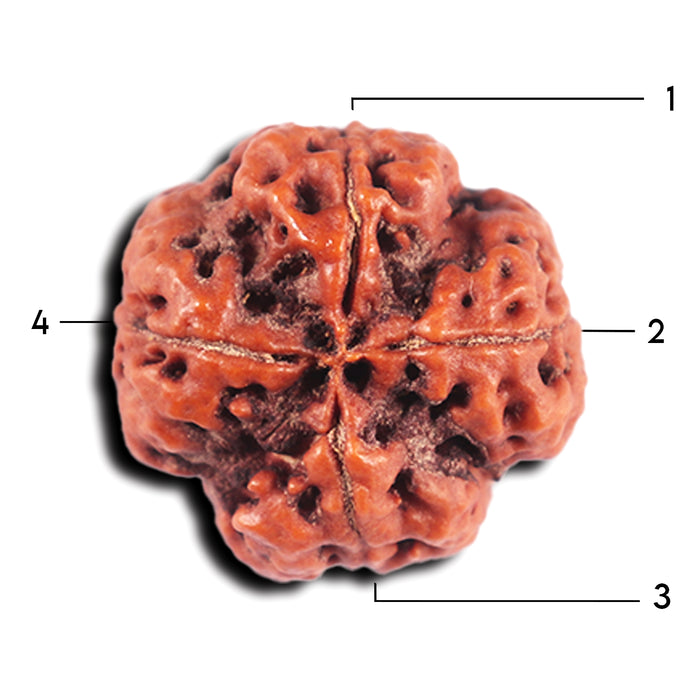 4 Mukhi Rudraksha from Nepal - Bead No.372