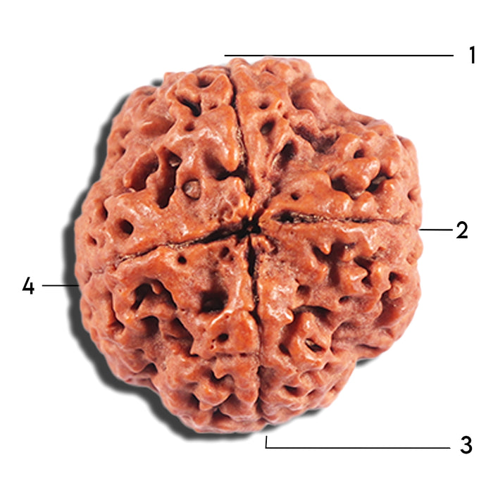 4 Mukhi Rudraksha from Nepal - Bead No. 378