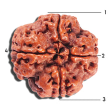 Load image into Gallery viewer, 4 Mukhi Rudraksha from Nepal - Bead No. 380
