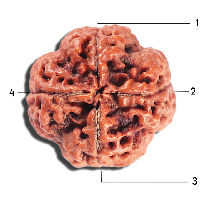 4 Mukhi Rudraksha from Nepal - Bead No. 382