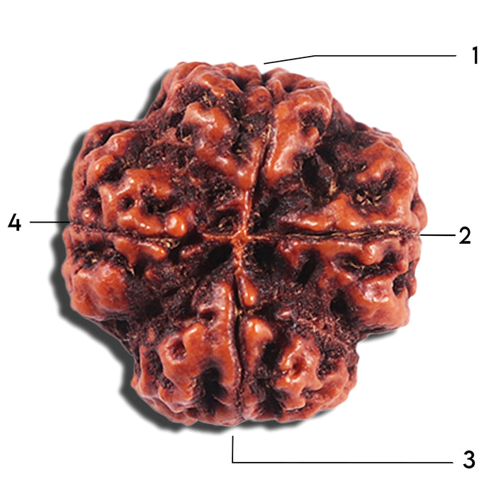4 Mukhi Rudraksha from Nepal - Bead No. 385