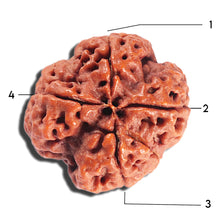 Load image into Gallery viewer, 4 Mukhi Rudraksha from Nepal - Bead No.388
