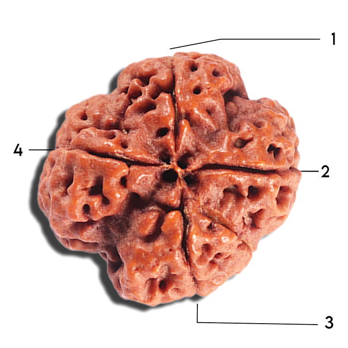4 Mukhi Rudraksha from Nepal - Bead No.388