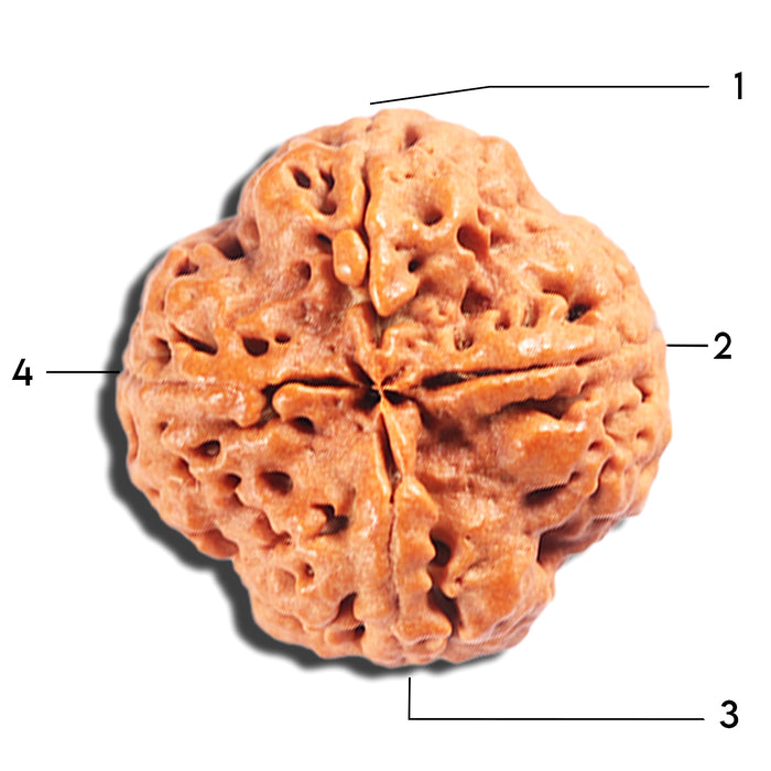 4 Mukhi Rudraksha from Nepal - Bead No. 390