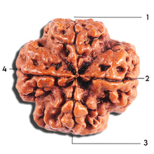 Load image into Gallery viewer, 4 Mukhi Rudraksha from Nepal - Bead No. 391
