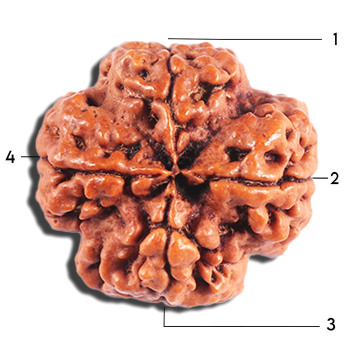 4 Mukhi Rudraksha from Nepal - Bead No. 391