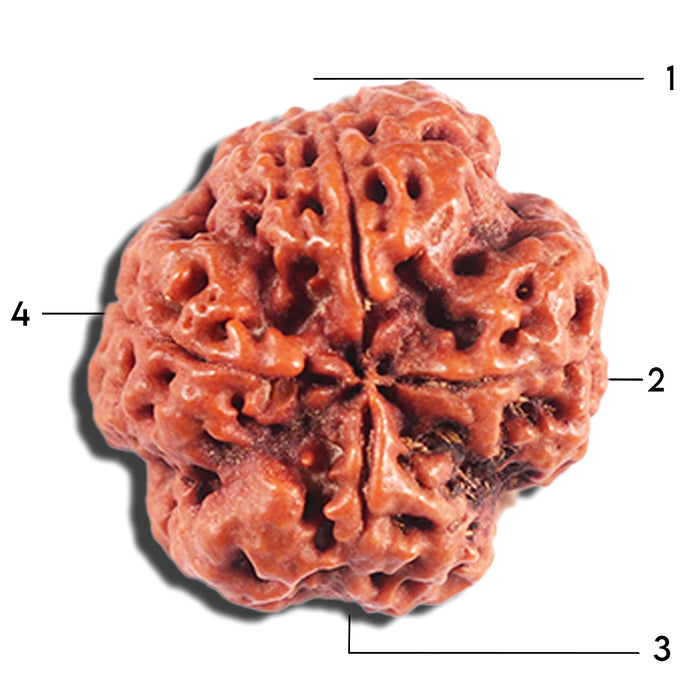 4 Mukhi Rudraksha from Nepal - Bead No. 396