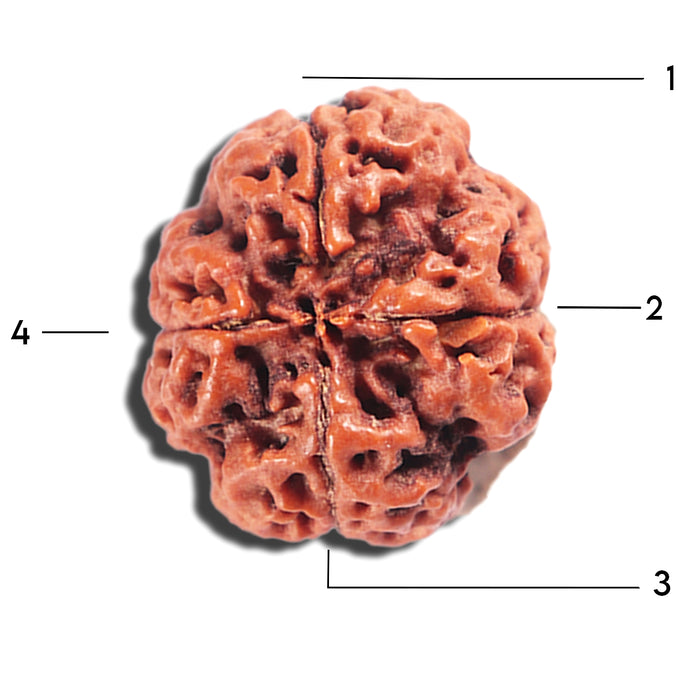 4 Mukhi Rudraksha from Nepal - Bead No. 398