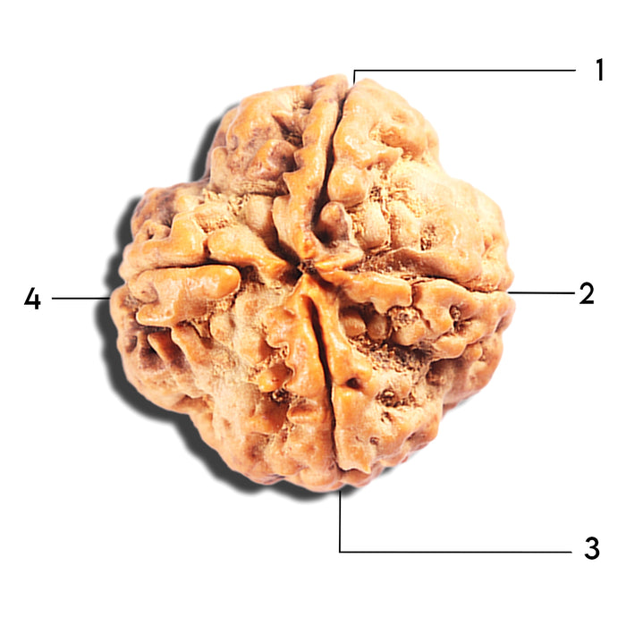4 Mukhi Rudraksha from Nepal - Bead No. 406