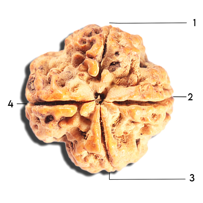 4 Mukhi Rudraksha from Nepal - Bead No. 409