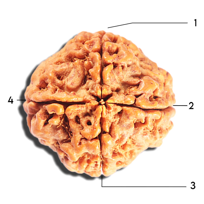4 Mukhi Rudraksha from Nepal - Bead No.411