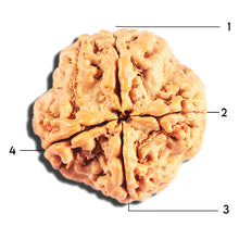 Load image into Gallery viewer, 4 Mukhi Rudraksha from Nepal - Bead No. 414
