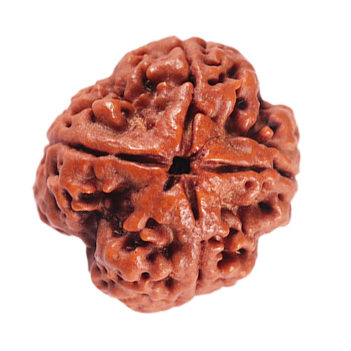4 Mukhi Rudraksha from Nepal - Bead No.388