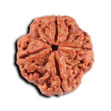Load image into Gallery viewer, 4 Mukhi Rudraksha from Nepal - Bead No. 365
