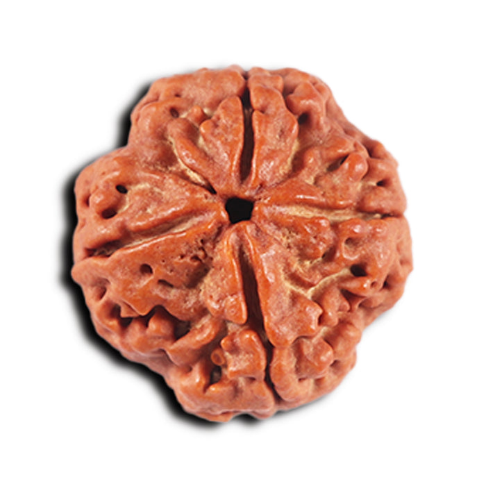 4 Mukhi Rudraksha from Nepal - Bead No. 365