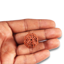 Load image into Gallery viewer, 4 Mukhi Rudraksha from Nepal - Bead No. 366
