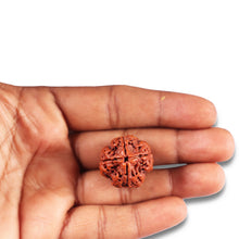 Load image into Gallery viewer, 4 Mukhi Rudraksha from Nepal - Bead No.372
