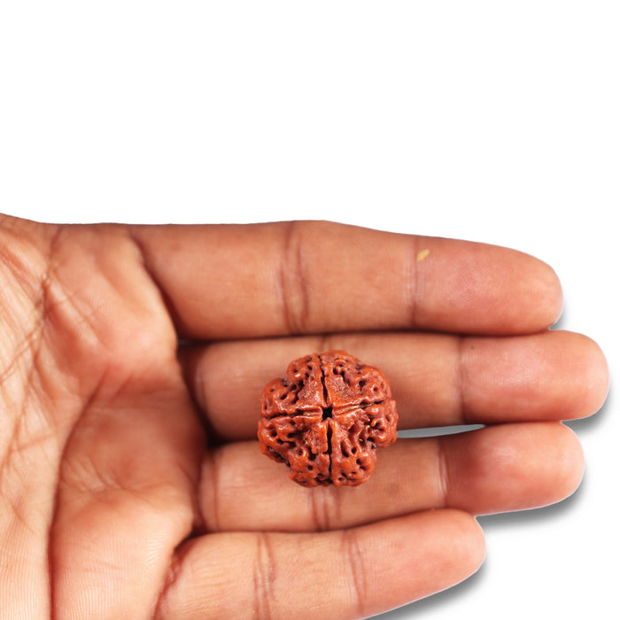 4 Mukhi Rudraksha from Nepal - Bead No.372