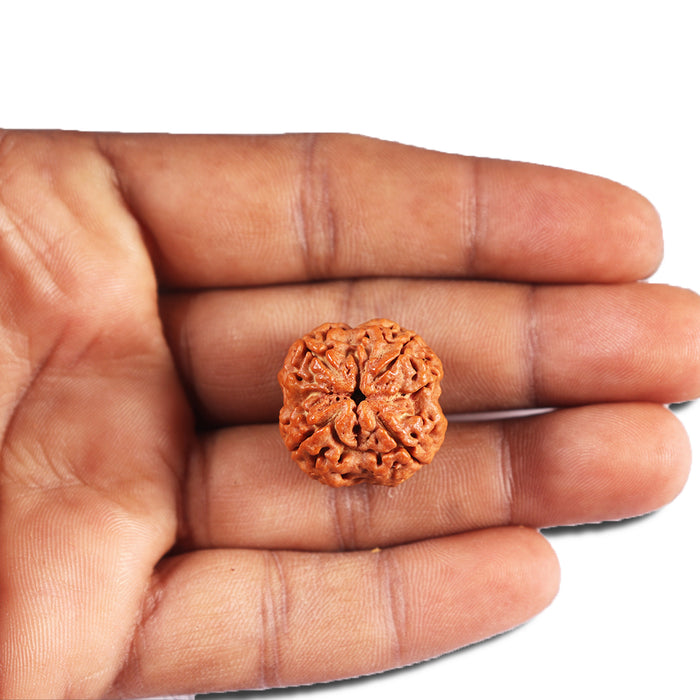 4 Mukhi Rudraksha from Nepal - Bead No. 390