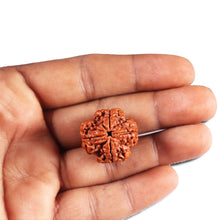 Load image into Gallery viewer, 4 Mukhi Rudraksha from Nepal - Bead No. 391
