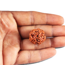 Load image into Gallery viewer, 4 Mukhi Rudraksha from Nepal - Bead No. 393
