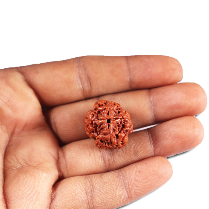 4 Mukhi Rudraksha from Nepal - Bead No. 396