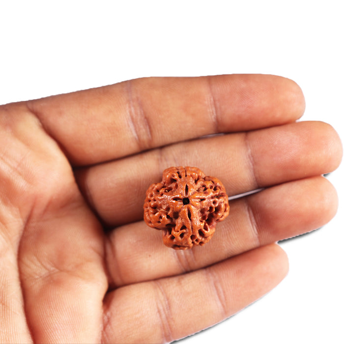 4 Mukhi Rudraksha from Nepal - Bead No. 394