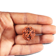 Load image into Gallery viewer, 4 Mukhi Rudraksha from Nepal - Bead No. 395
