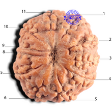 Load image into Gallery viewer, 11 Mukhi Indonesian Rudraksha - Bead No. 4
