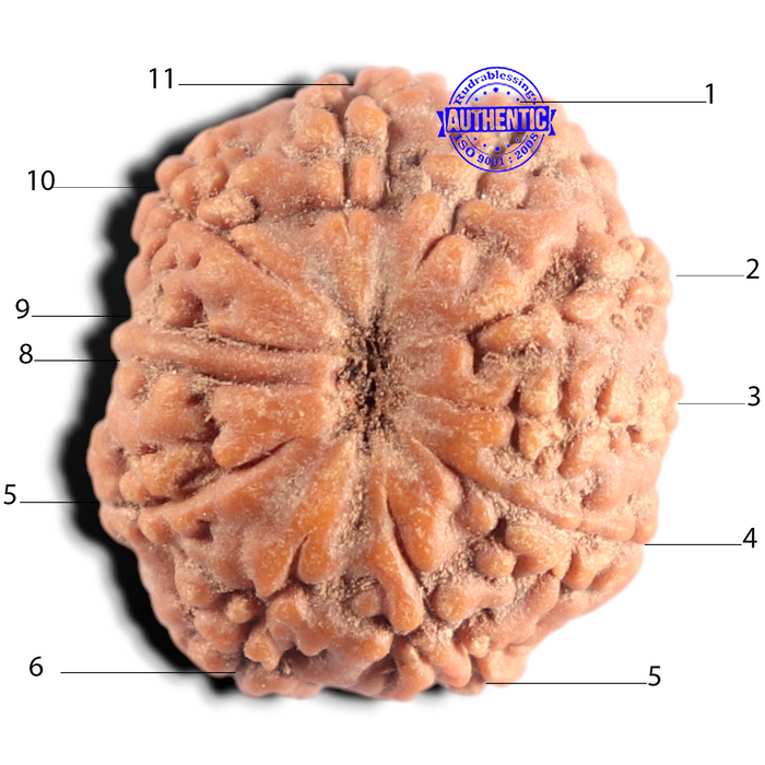 11 Mukhi Indonesian Rudraksha - Bead No. 4