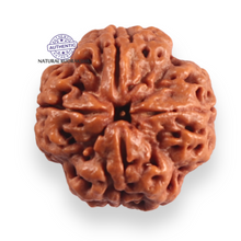 Load image into Gallery viewer, 4 Mukhi Rudraksha from Nepal - Bead No. 448
