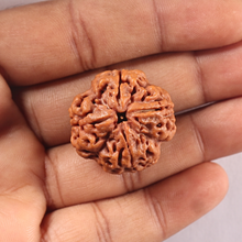 Load image into Gallery viewer, 4 Mukhi Rudraksha from Nepal - Bead No. 448
