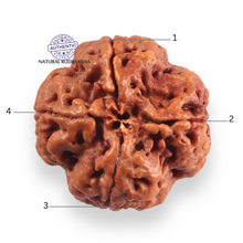 Load image into Gallery viewer, 4 Mukhi Rudraksha from Nepal - Bead No. 448

