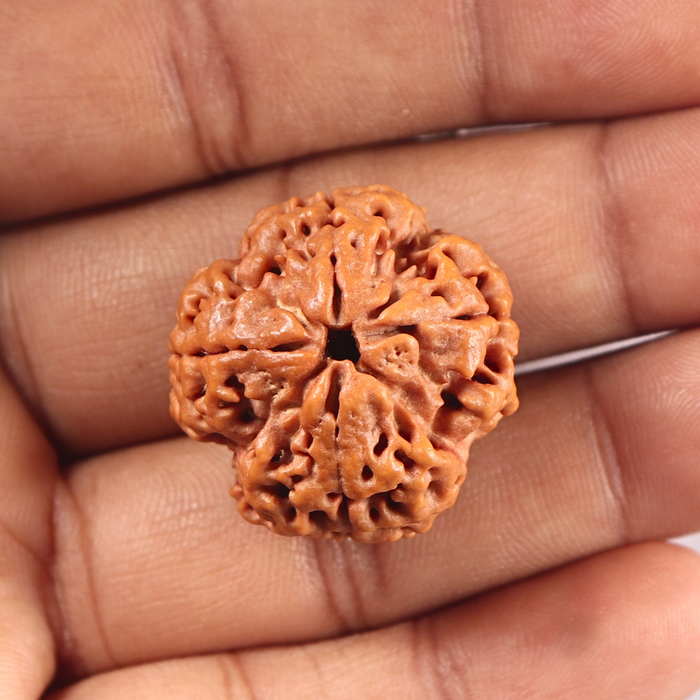 4 Mukhi Rudraksha from Nepal - Bead No. 449