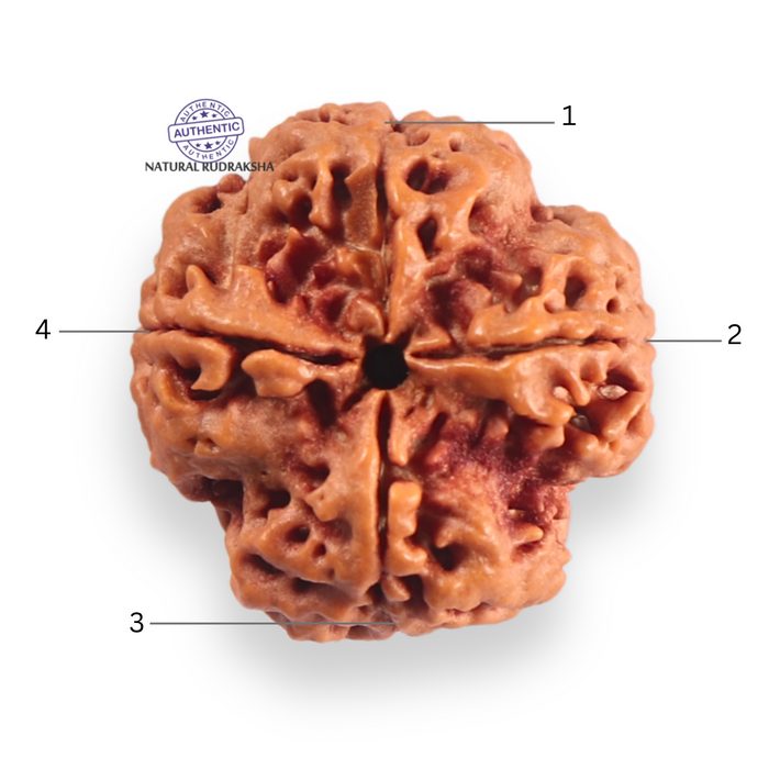 4 Mukhi Rudraksha from Nepal - Bead No. 449