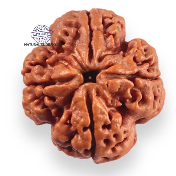 4 Mukhi Rudraksha from Nepal - Bead No. 450