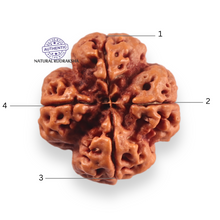 Load image into Gallery viewer, 4 Mukhi Rudraksha from Nepal - Bead No. 450

