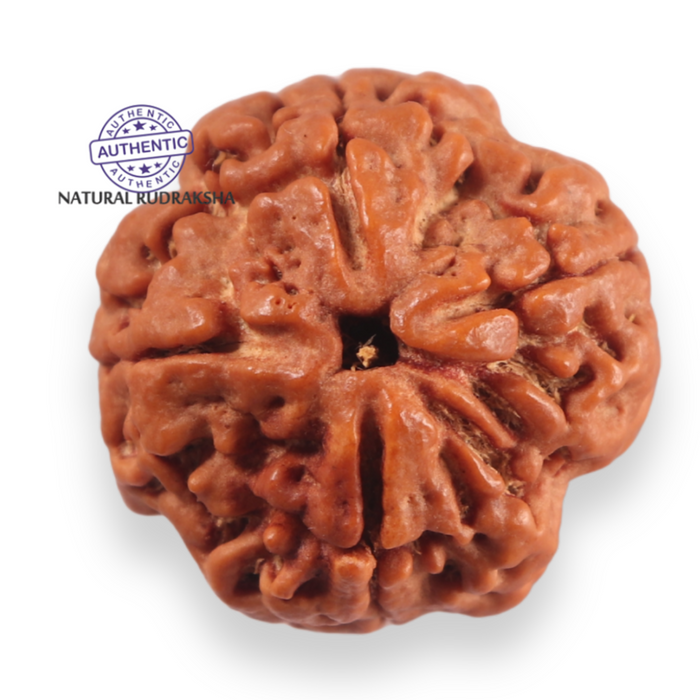 4 Mukhi Rudraksha from Nepal - Bead No. 451