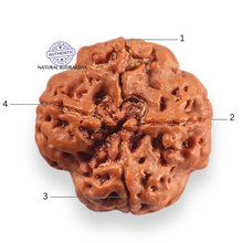 Load image into Gallery viewer, 4 Mukhi Rudraksha from Nepal - Bead No. 451
