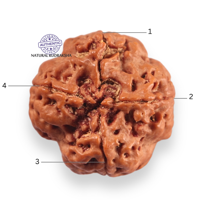 4 Mukhi Rudraksha from Nepal - Bead No. 451