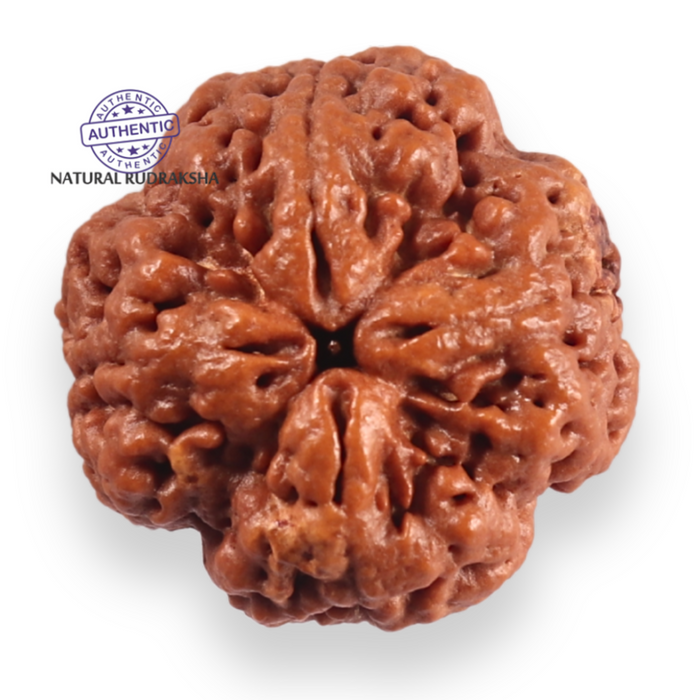 4 Mukhi Rudraksha from Nepal - Bead No. 452